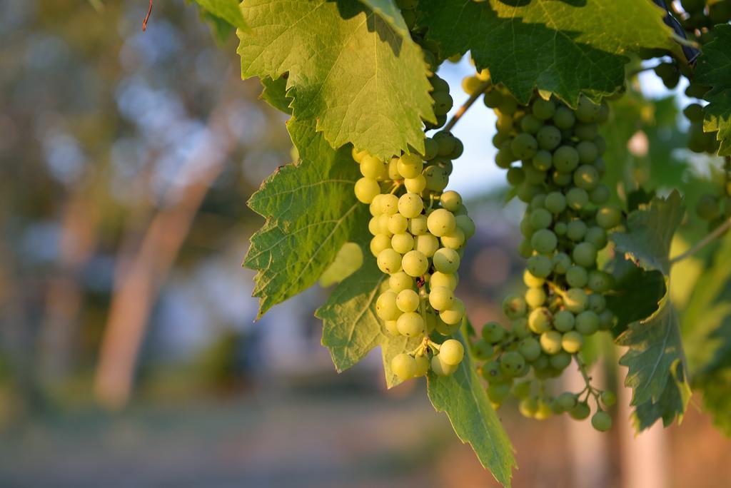Agriturismo Arte Et Agricoltura ทุสคาเนีย ภายนอก รูปภาพ
